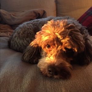 Meet your Posher, Sydney